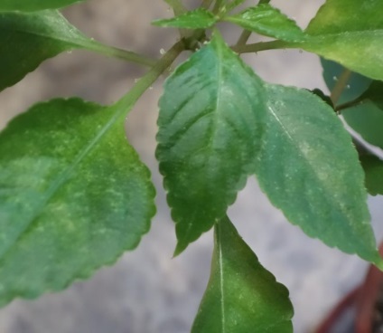 Impatiens kert - ültetés és gondozás, fotó