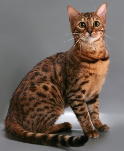 Bengáli macska - macska fajták