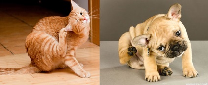 Flea dermatitis kutyák, macskák, tünetek, kezelés, fotók