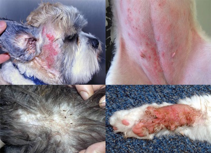 Flea dermatitis kutyák, macskák, tünetek, kezelés, fotók