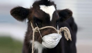 Cow-betegség okoz, a tünetek, kezelési módszerek, megelőzésére állati