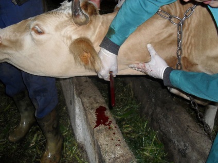 Cow-betegség okoz, a tünetek, kezelési módszerek, megelőzésére állati