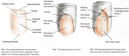Betegségek körmöket, mert mi is előfordulhat, és más gombás lábköröm-kór () Betegségek körmöket, mert mi is előfordulhat, és más gombás lábujj köröm betegség