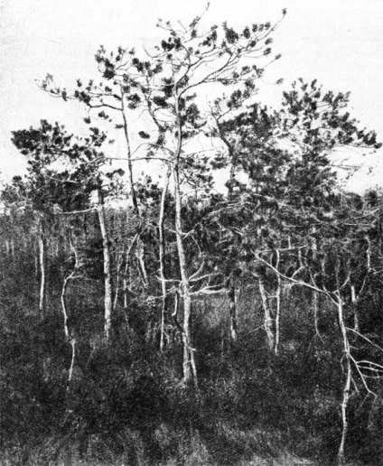 Bonitet 1949 Plantation eytingen g (ragaszthatóságot) Bonitet 1949 Plantation eytingen g