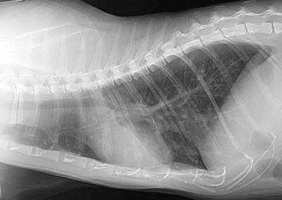 Bronchitis macskák tünetei és kezelése