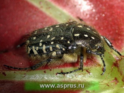 Szőrös cserebogár (Alenka bozontos) - veszélyes kártevő gyümölcsök és bogyók, appyapm