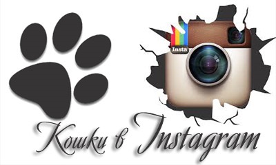 Catstacam - kamera macskáknak, amely meghatározza azokat a képeket Instagram