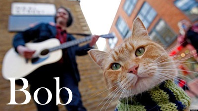 Catstacam - kamera macskáknak, amely meghatározza azokat a képeket Instagram