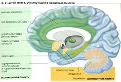 Központi idegrendszer