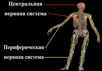 Az emberi központi idegrendszer működését és szerkezetét, amely