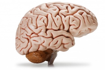 Az emberi központi idegrendszer működését és szerkezetét, amely