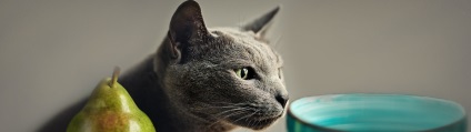 Mi a takarmány egy orosz kék macska és a betegség magyar kék, klub domb s