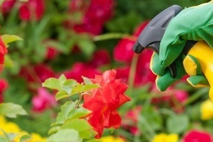 A spray-rózsák kártevőktől mágikus növény (növények) A spray rózsa kártevőktől mágikus növények