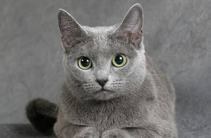 Mi a takarmány orosz kék macska - egy kicsit kicsi, de fontos ajánlások