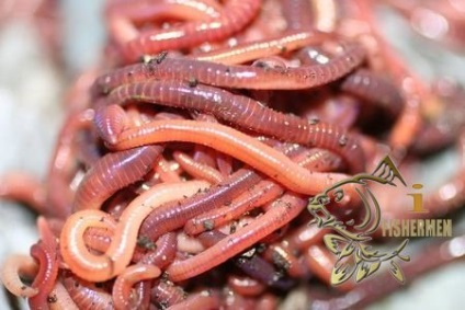 Worms halászati
