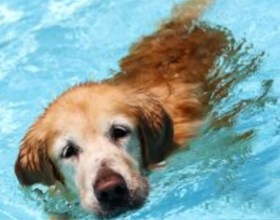 Mi a teendő, ha a kutya füle van kitéve a víz, mind a kutyák