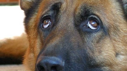 Mi van, ha a kutya könnyező szem, okok, tanácsadás, kezelés
