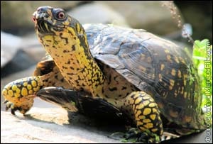 Mi teknősök enni, vagy mit kell etetni a teknős szárazföldi
