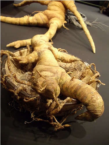 Mi a mandragóra (Mandragóra) Mi a Mandrake