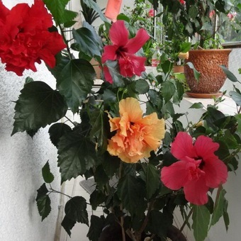 Hibiscus (Kína rózsa) Fotó, videó otthoni ápolás, tenyésztés növények