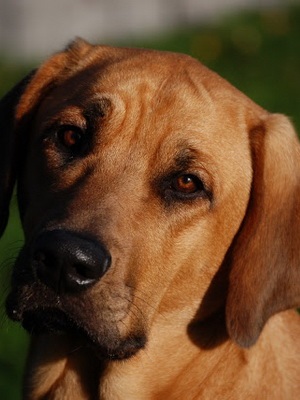 Dán broholmer (broholmer) fotó kutyafajta, karakter, a szakosodás, és a történelem a fajta