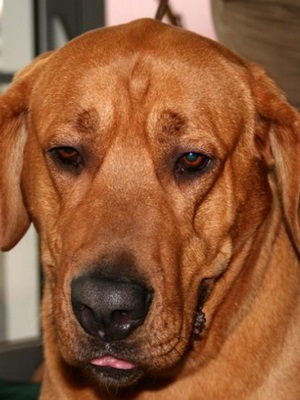 Dán broholmer (broholmer) fotó kutyafajta, karakter, a szakosodás, és a történelem a fajta