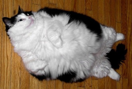 Diéta macskáknak elhízás tippek a diéta macskáknak elhízás, az online pet store