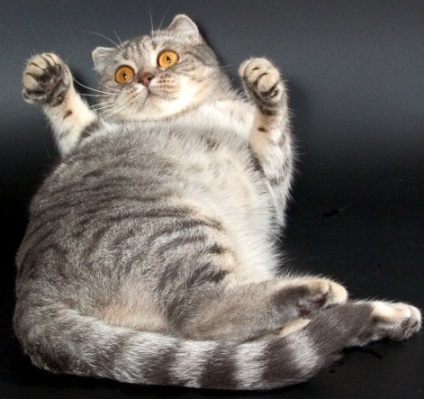 Diéta macskáknak elhízás tippek a diéta macskáknak elhízás, az online pet store