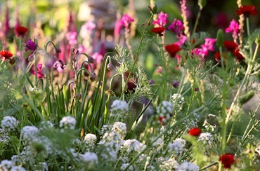 Illatos kerti virágok - fényképek