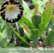Epiphyllum Epiphyllum - otthoni gondozást