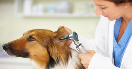 Ha víz került a fülébe egy kutya - mi a teendő végző állatorvos