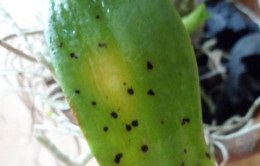 Phalaenopsis betegség és a kezelés