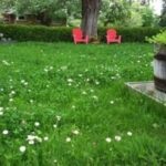 Lawn az országban (39 fotó) sport, video használati nyilvántartási saját nyaraló saját kezűleg (elővárosi) Lawn az országban (39 fotó) sport, video használati nyilvántartási saját nyaraló saját kezűleg