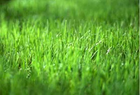 Lawn az országban (39 fotó) sport, video használati nyilvántartási saját nyaraló saját kezűleg (gyep) Lawn az országban (39 fotó) sport, video használati nyilvántartási saját nyaraló saját kezűleg