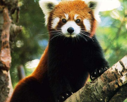Ahol nem a panda, ahol láthatjuk a nagy és kis panda (élő) Amennyiben ez a panda, ahol láthatjuk a kis és nagy panda