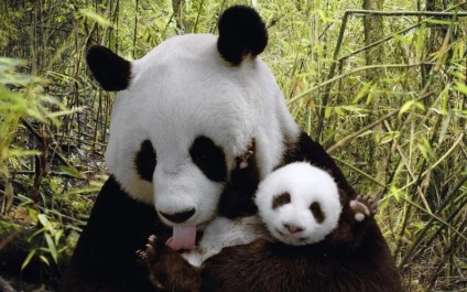 Amennyiben ez a panda, ahol láthatjuk a nagy és kis panda (panda) Amennyiben ez a panda, ahol láthatjuk a kis és nagy panda