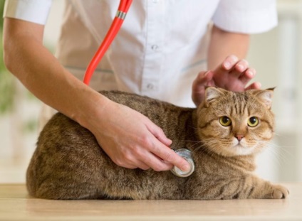 Gipertroftcheskaya kardiomiopátia macskák tünetei, kezelése, beleértve a brit macskák