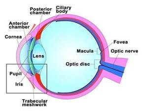 glaukóma szem