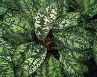 Gomalomena (homalomena) (homalomena) (cserepes növények) Gomalomena (homalomena) (homalomena)