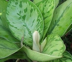 Gomalomena (homalomena) (homalomena) (gomalomena) Gomalomena (homalomena) (homalomena)