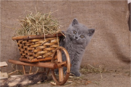 Grand állapot - Brit macska története, normál, természet