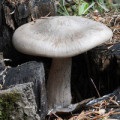 Polypore gombafaj, gyógyszer tulajdonságait, receptek, gomba helyszínen