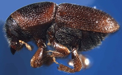 Körte bogár, ráncos és szőrös scolytus cserebogár - még egy kártevők alma (bug) Körte bug, ráncos és szőrös scolytus cserebogár - egy újabb kártevő almafák