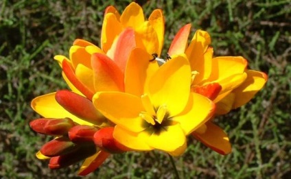 Ixia - csillogó virágok a kertben