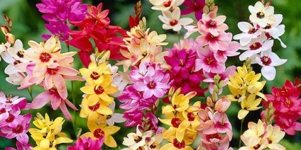 Ixia - csillogó virágok a kertben