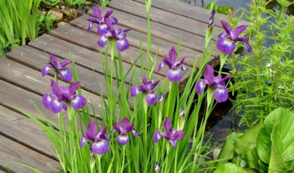 Iris sibirica leírás, különös gondossággal és leszállás