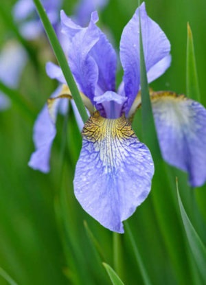 Iris sibirica leírás, különös gondossággal és leszállás