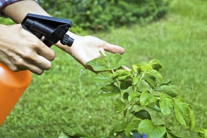A használata a teasüteményt a kertészetben műtrágya