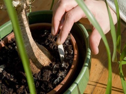 A használata a teasüteményt a kertészetben műtrágya