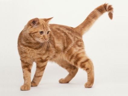 Története Brit rövidszőrű macska fajták